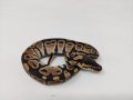 Кралски Питон / Ball Python / Python regius, снимка 6