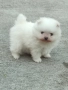 померан момченце, снимка 2