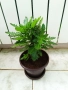 бял Бенджамин, Бегония , Хлорофитум , снимка 3