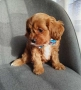 Cavapoo/Mini poodle , снимка 2