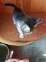 Подарявам малки котета на два месеца. Перник кв Тева., снимка 7