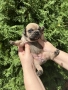  френски булдог/french Buldog, снимка 7