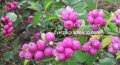 Симфорикарпус - розов, снимка 1 - Градински цветя и растения - 31281884