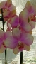 Phal.Rainbow орхидея фаленоосис Дъга, снимка 6