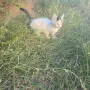 Котета на два месеца и майката на една годинка, снимка 4