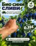 Продавам сини сливи , снимка 1