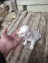 Малки кокерчета, снимка 7