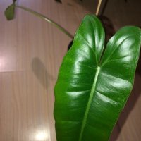 Philodendron Paraiso Verde , снимка 5 - Стайни растения - 42477673