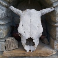 Стар кравешки череп, снимка 2 - Други ценни предмети - 35238658