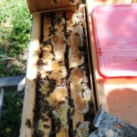 Малки пчелни семейства сезон 2024г., снимка 6 - За пчели - 44491116