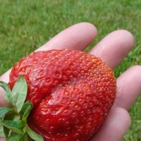 Ягода Максим - Strawberry Maxim Ягода гигант с прекрасен вкус и лесна за отглеждане, снимка 3 - Разсади - 39566676