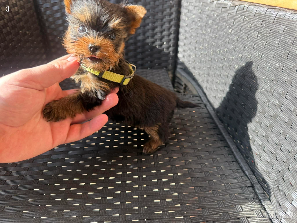 Мини Йоркширски терие Актулано от 22.12.2025, снимка 1