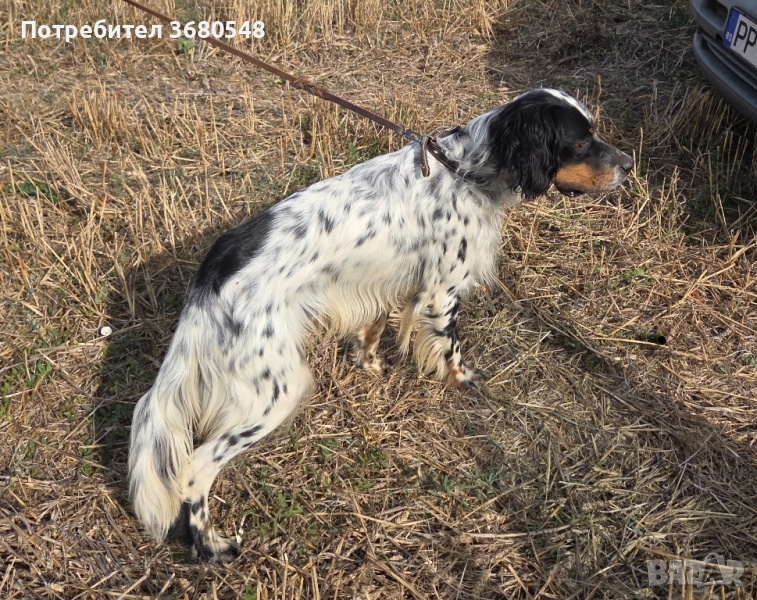 Продава Английски Сетер ПРОДАДЕНО, снимка 1