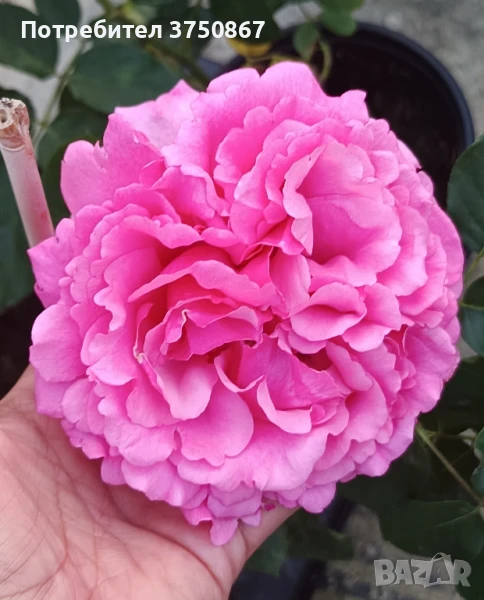 🌹РОЗА🌹 YVES PIAGET®; Gpt Keitsupiatsu 🌹, снимка 1