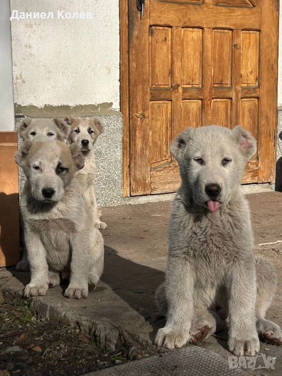 Продавам женски и мъжки алабаи, снимка 1