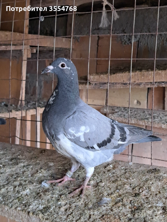 Продавам спортни гълъби , снимка 1