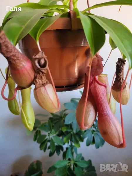 Насекомоядно Растение - Nepenthes , снимка 1