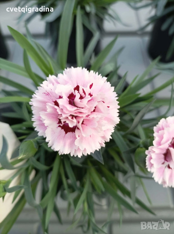 Двуцветен градински карамфил, снимка 1