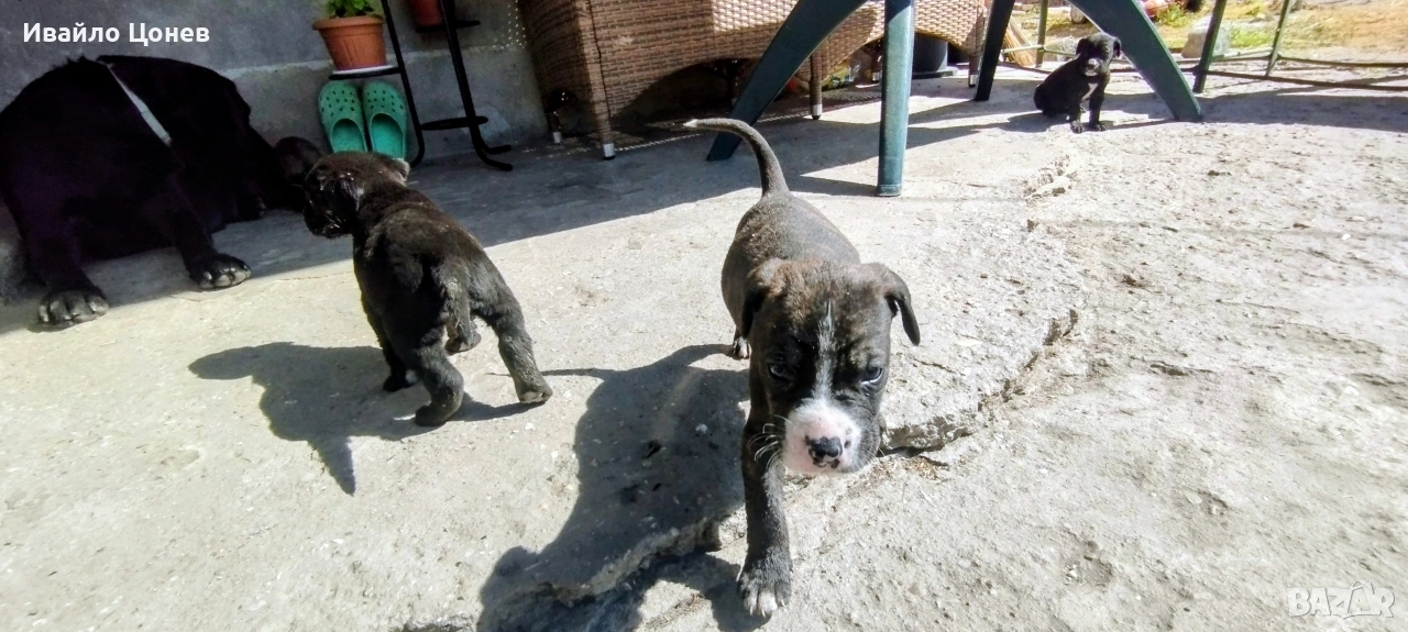 Малки кученца Лабрадор, снимка 1