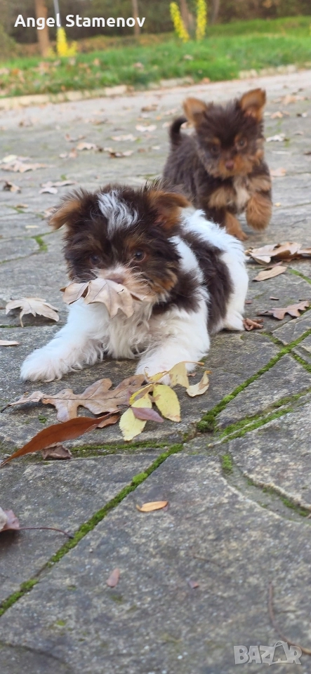 Йорки биро и шоко бивер супер мини размер момиченца!Доставка!, снимка 1