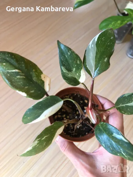 Philodendron Red Anderson , снимка 1