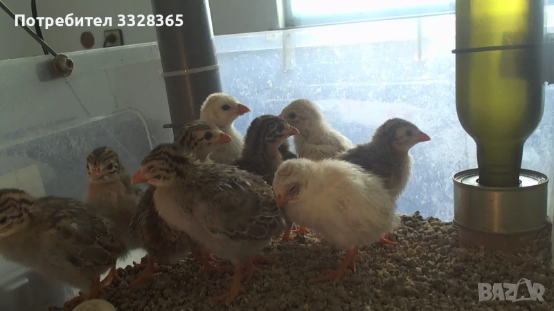 Малки токачки, снимка 1