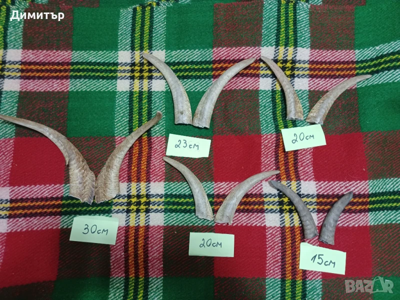 Кози рога, снимка 1