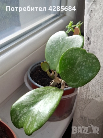 хоя кери сплаш, снимка 5 - Стайни растения - 51453019