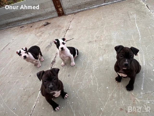 Питбули, снимка 6 - Питбул - 53784911