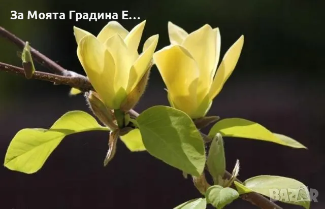 Жълта Магнолия , снимка 2 - Градински цветя и растения - 49492081