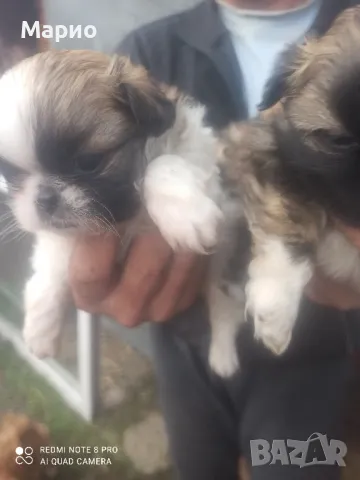 продавам женски пикинесчета, снимка 1