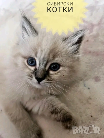 Сибирчета, сибирска котка, маскарадна, котенца, сибирско коте, хипоалергични , снимка 2 - Сибирски - 53899876