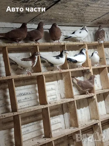 гълабите са за хвъркани от старите джинсове за информация на телефон 0895486622, снимка 7 - Гълъби - 48927741