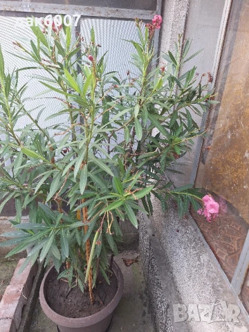 Закум(розов)-170 см., снимка 2 - Други стоки за дома - 51268967