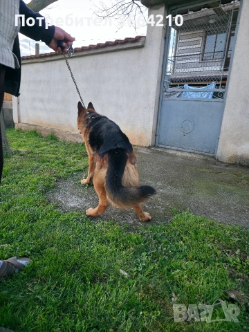 Породиста Немска овчарка, снимка 4 - Немска овчарка - 54101778