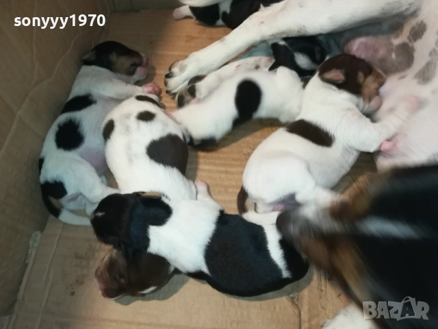 ДЖАК РЪСЕЛ-КУЧЕНЦА 2208250727, снимка 10 - Джак ръсел териер - 51449340