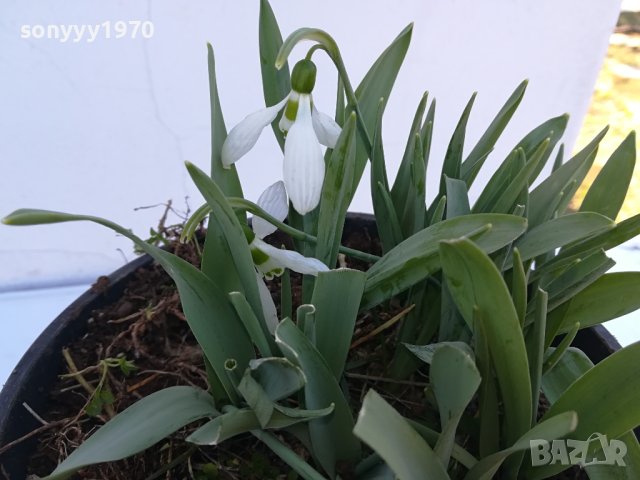 КОКИЧЕНЦА-ГРЪМ В САКЦИЯ 1902240804, снимка 7 - Градински цветя и растения - 44363362