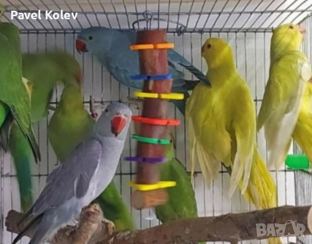 Коледна промоция на папагали , снимка 10 - Папагали - 52658143