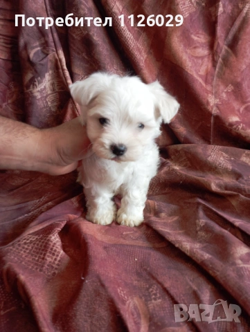 Малтийска болонка 