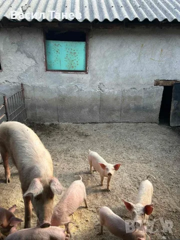Продавам домашни прасета , снимка 2 - Прасета - 55854783