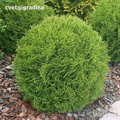 Thuja Little Champion (Туя Малък шампион)