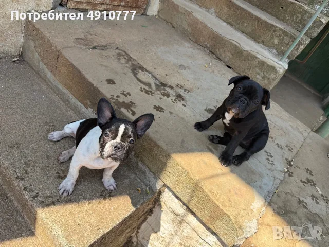 Френски булдог момиченца, снимка 4 - Френски булдог - 56058769
