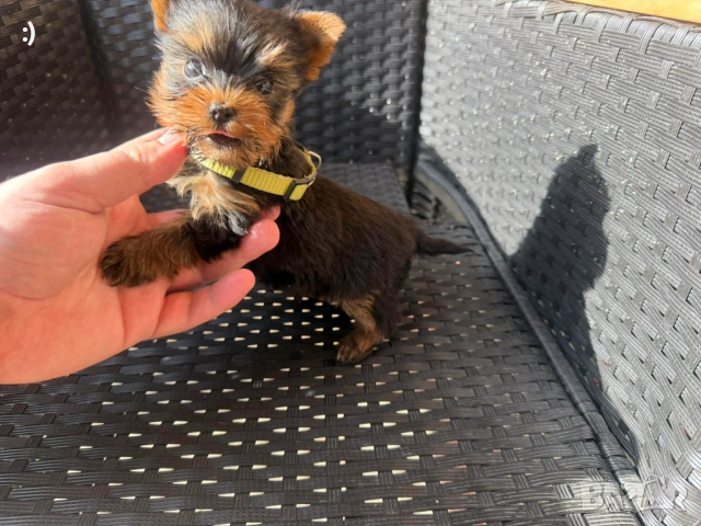 Мини Йоркширски терие Актулано от 19.12.2025, снимка 3 - Йоркширски териер - 52839445