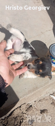 Продавампинчерче женско 