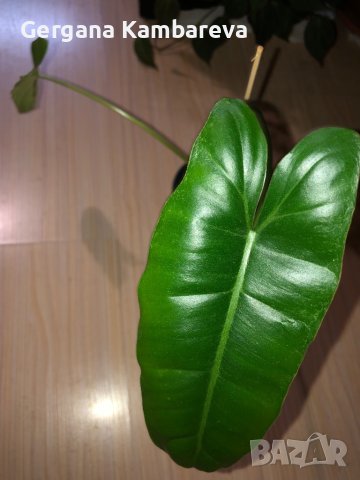 Philodendron Paraiso Verde , снимка 5 - Стайни растения - 42477673