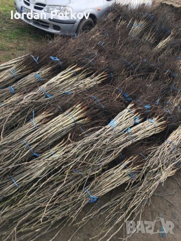 Орехови фиданки, снимка 13 - Разсади - 31385115