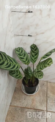 Ктенанте Burle marxii 
