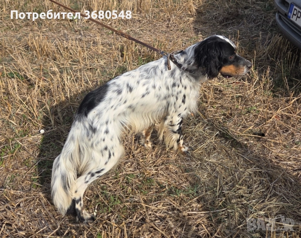 Продава Английски Сетер ПРОДАДЕНО, снимка 1