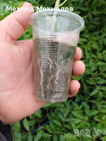 ## 🍅 **ПРОДАВАМ ПЪРВОКЛАСЕН РАЗСАД ДОМАТИ ОТ ПРОИЗВОДИТЕЛ** 🍅, снимка 2 - Разсади - 54156535