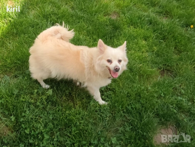 Хотел за кучета - Игри на воля , снимка 9 - Други услуги - 52645884